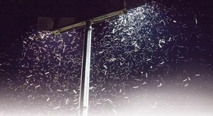 昆虫通过光亮判断方向?