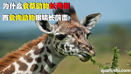 食草动物和食肉动物眼睛的位置不同?