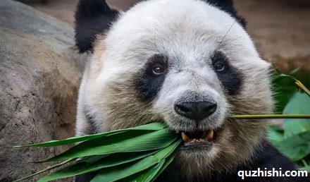 食草动物和食肉动物眼睛的位置不同?