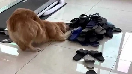 狗为什么总是叼走主人的拖鞋?