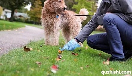 为什么一定要捡狗屎?