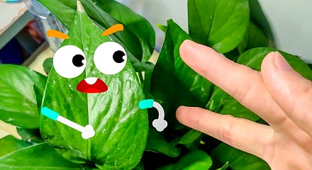 植物也能「说话」?