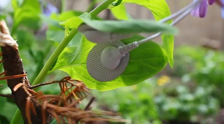 植物也能「说话」?
