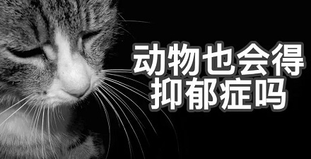 动物也会得抑郁症吗?
