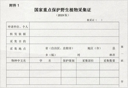 为什么金丝楠木树苗10元棵,却没人种?
