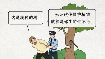 为什么金丝楠木树苗10元棵,却没人种?