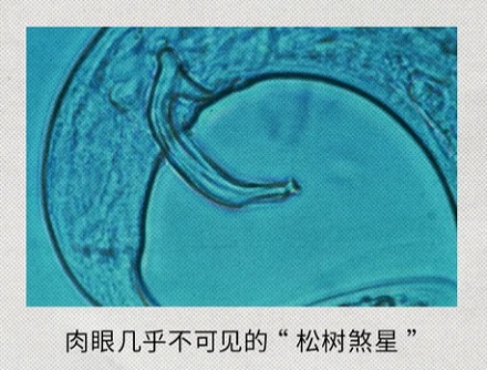 为什么枯死的松树,不能捡回去当柴烧?