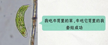 牛只吃草,不吃蛋白质和脂肪,为啥还能一身腱子肉?