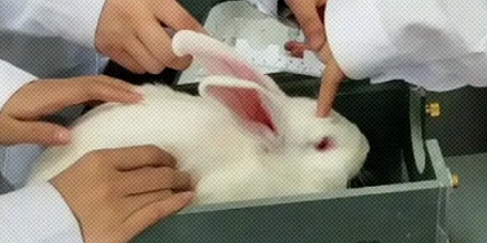 做实验用的动物做完实验之后能吃吗?