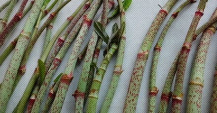 房屋周边长了这种好吃的菜,为啥能让房价哐哐掉?!