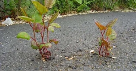 房屋周边长了这种好吃的菜,为啥能让房价哐哐掉?!