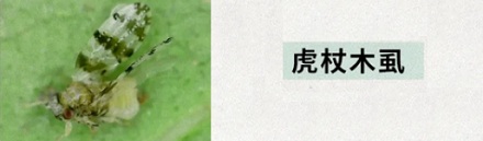 房屋周边长了这种好吃的菜,为啥能让房价哐哐掉?!