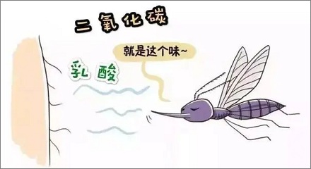 为什么蚊子总喜欢咬你?跟你的血型有关系吗?