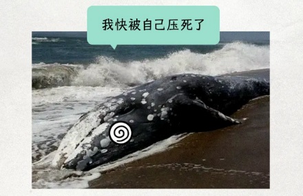 鲸是用肺呼吸的哺乳动物,放在岸上为什么会死?