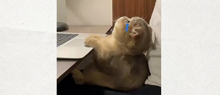 为什么食物在水中煮会变软,而在油中则会变脆?