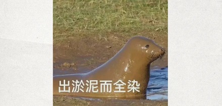 为啥水生动物都有腥臭味?(详)