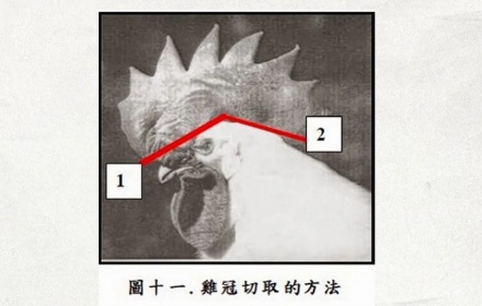 超市里的烤鸡，为什么都是「无头鸡」？