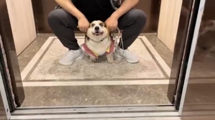 电梯上的小狗按键到底是什么意思?