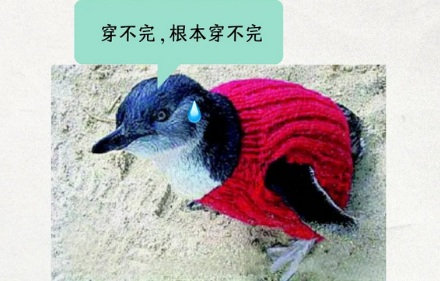 公益组织为什么要去给企鹅织毛衣?