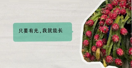 海南的农田,为啥一到晚上就发光?