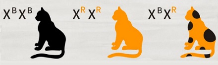 为什么橘猫通常是公的,而三花猫是母的?
