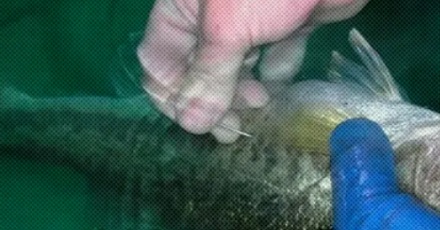 放生深海鱼之前,为什么要在鱼肚子上戳个洞?