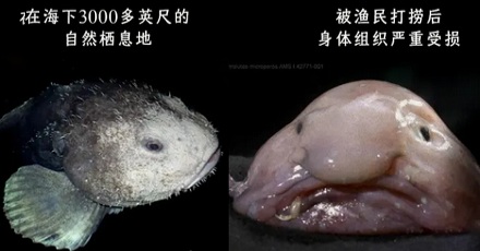 放生深海鱼之前,为什么要在鱼肚子上戳个洞?