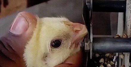 刚出生的小鸡为什么要剪掉嘴巴?