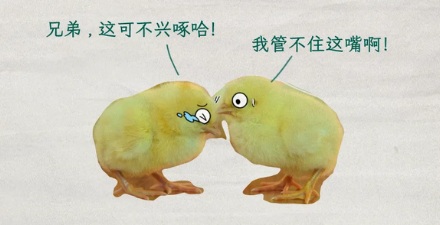 刚出生的小鸡为什么要剪掉嘴巴?