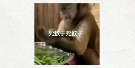 为什么新加坡禁止家里出现蚊子,否则罚钱?