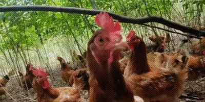 为什么有的养鸡场,会在鸡饲料里面加辣椒?