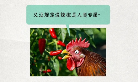 为什么有的养鸡场,会在鸡饲料里面加辣椒?