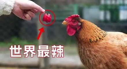 为什么有的养鸡场,会在鸡饲料里面加辣椒?