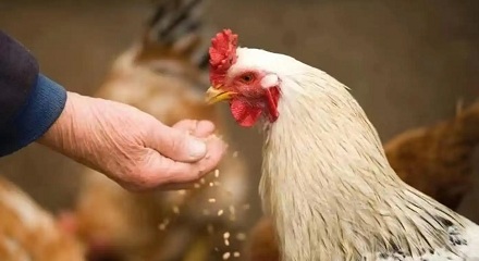 为什么有的养鸡场,会在鸡饲料里面加辣椒?