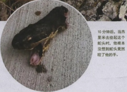 砍断的蛇头,为什么还是会咬人?