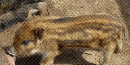 野猪不是保护动物,为啥也不能吃?