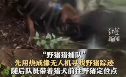 野猪不是保护动物,为啥也不能吃?