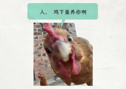 为什么澳大利亚隔两年就有「鸡蛋荒」?