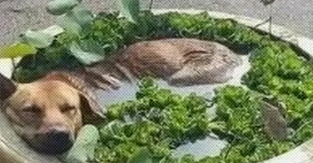 「菜」是怎么发展出「弱」的意思的?