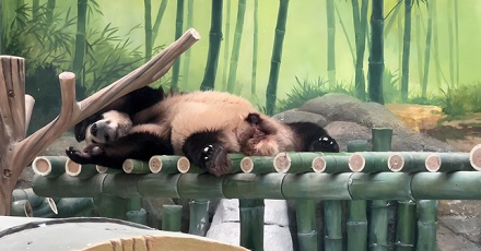 为什么大熊猫每天一半时间在吃,另一半在睡?