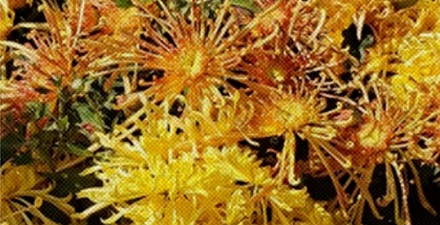 黄花大闺女的「黄花」是什么花?