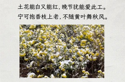 黄花大闺女的「黄花」是什么花?