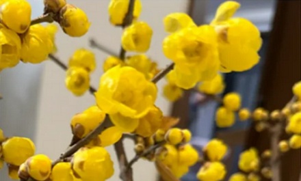 黄花大闺女的「黄花」是什么花?