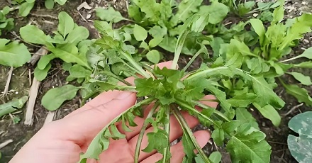 古人为什么将野生荠菜称为「护生草」？