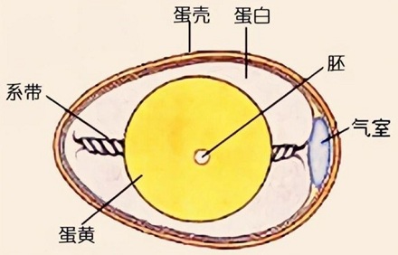 鸡蛋两端一大一小有什么用?