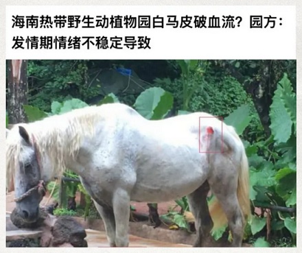 为什么景区的马都需要被阉割？