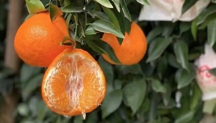四川给瓜果蔬菜取名,为何这么「废」?