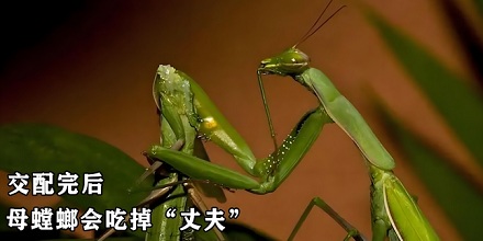 雌性螳螂交配时会吃掉雄性螳螂的头?