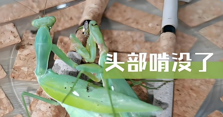 雌性螳螂交配时会吃掉雄性螳螂的头?