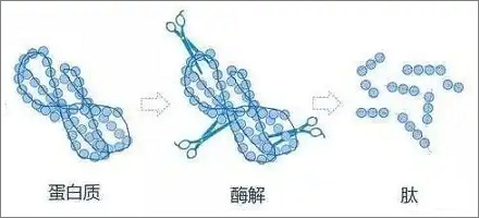 细菌死去会将自己尸体献给亲人?